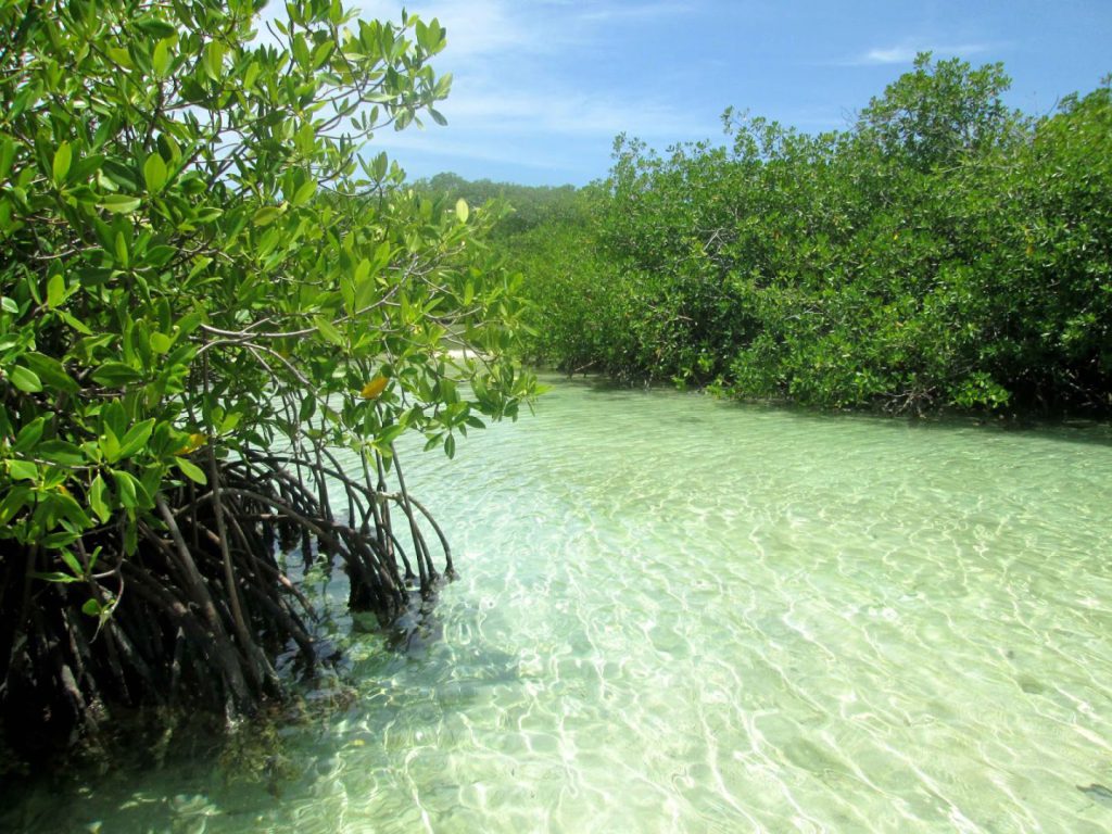 Dos grandes atributos distinguen a Quintana Roo globalmente. Su costa norte es un destino turístico de clase mundial conocido, directa o indirectamente, por millones de personas: el mayor de América Latina.