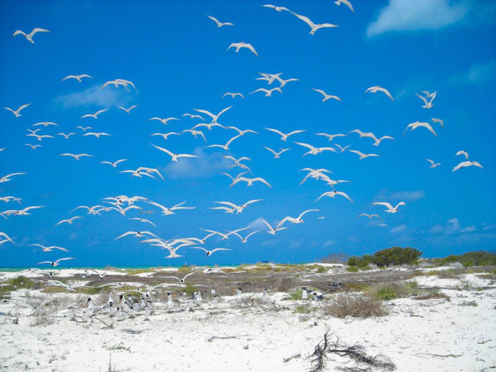 El Arrecife Alacranes tiene una larga historia de actividades humanas que datan desde principios de la época colonial. Los primeros antecedentes son cartográficos y se extienden del siglo XVI al XIX.