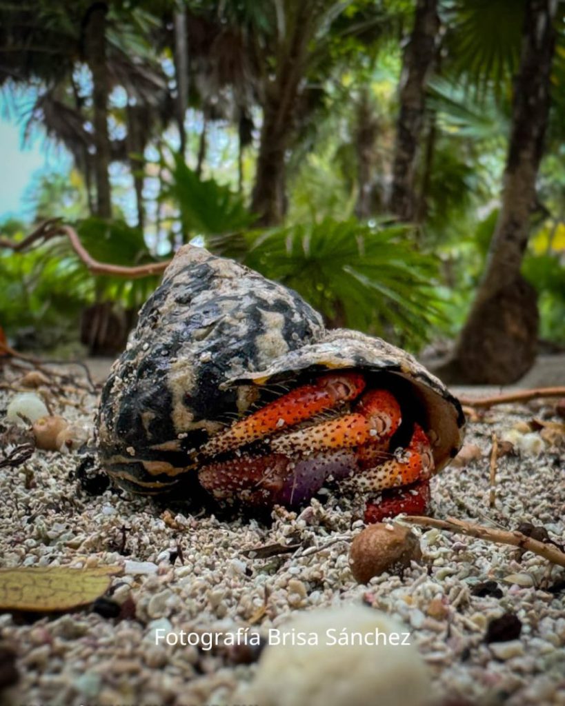 Con el propósito de conmemorar el 39.º aniversario del decreto de la Reserva de la Biosfera Sian Ka’an, se llevará a cabo la exposición “Sian Ka’an, donde nace el cielo, santuario de vida”. Este evento tiene como objetivo resaltar la relevancia de esta reserva, declarada Patrimonio de la Humanidad.